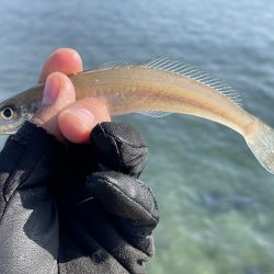 キスはまだ釣れるのかな。